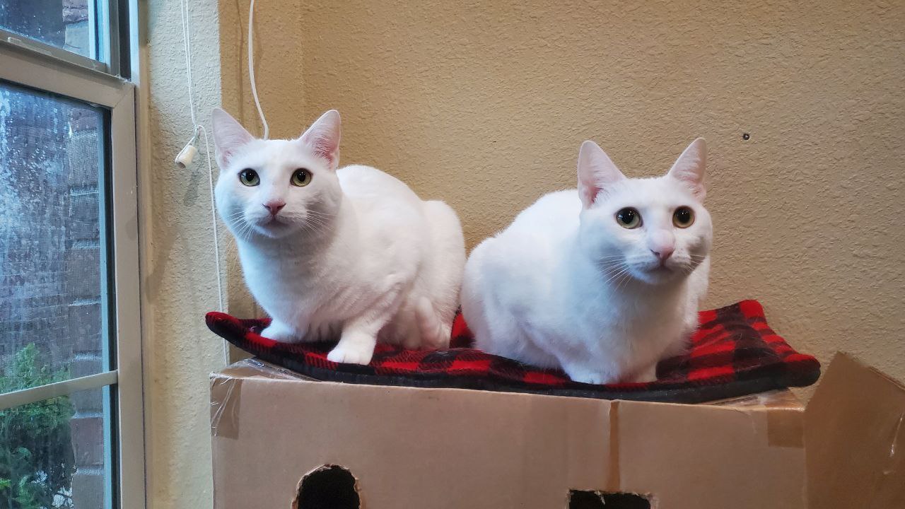 Introduction to Billis CAT101